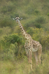 Multiple exposure image of a portrait of a Giraffe at Masai Mara, Kenya