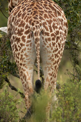 Closeup of Giraffe,  back view at Masai Mara, Kenya