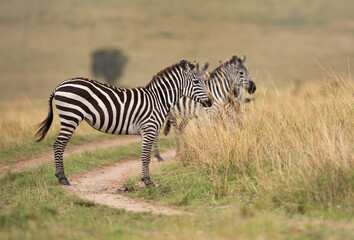 Obraz na płótnie Canvas Selective focus on zebra in savannah at Masai Mara, Kenya