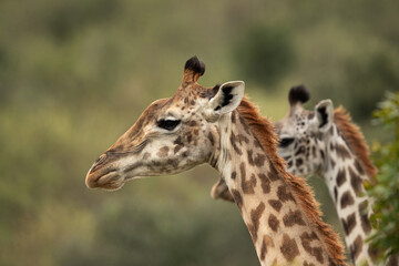 portrait of a Giraffe at Masai Mara, Kenya