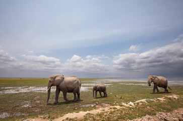 A wide angle view of herd of elephants walking at Ambosli national park, Kenya