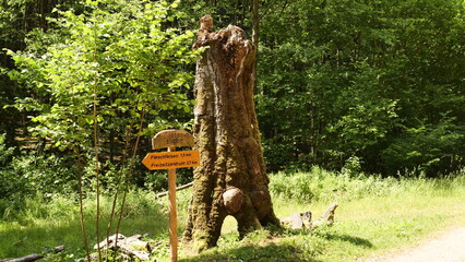 Die Götterbuche bei Schillingen