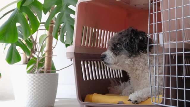 Travel carrier box for animals. Cute bichon frise dog sleeping in travel pet carrier, white wall background