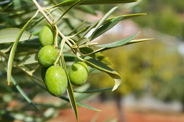 Close up green olives on an olive tree in Granada, Spain.