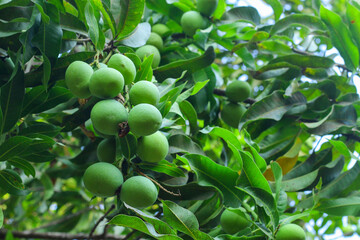 Upward View: Green Mangoes Hanging from Above the Mango Tree