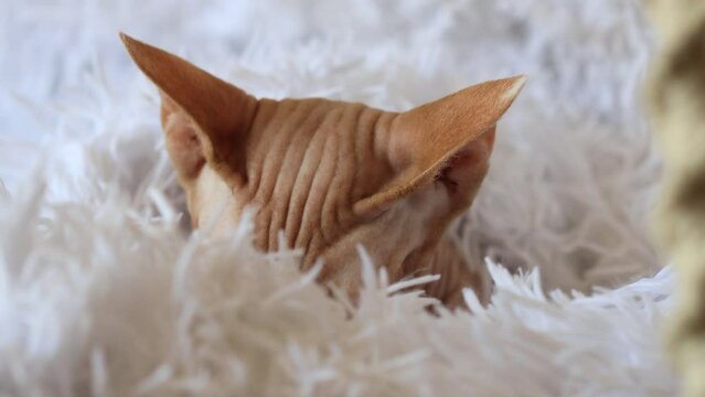 cat of the Canadian Sphynx breed rumples a woolen blanket with its paws.