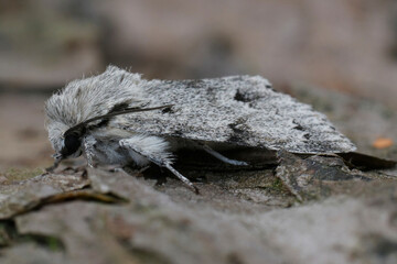 Closeup on the black and white colored miller owlet moth, Acronicta leporina