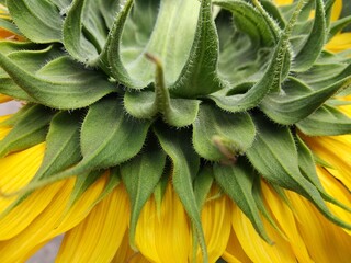 Close-up view of sunflower. cropped view sunflower