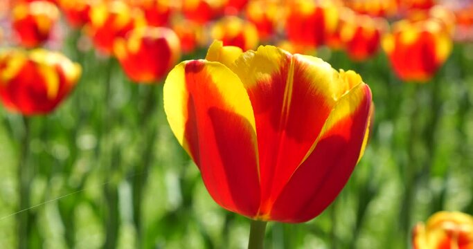 Yellow and red tulips bloom on a flower bed in a spring park.