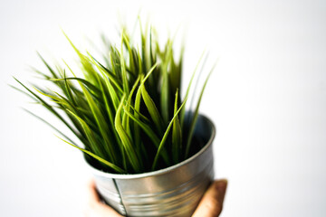 green flower in silver flowerpot 