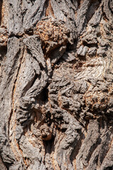 Rough tree bark texture