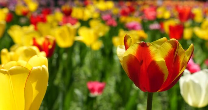 Yellow and red tulips bloom on a flower bed in a spring park.