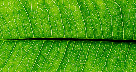 Green leaf marco,Leaf fiber Generative AI 