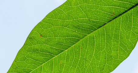Green leaf marco,Leaf fiber Generative AI 
