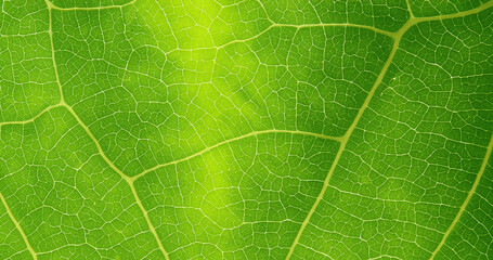 Green leaf marco,Leaf fiber Generative AI 