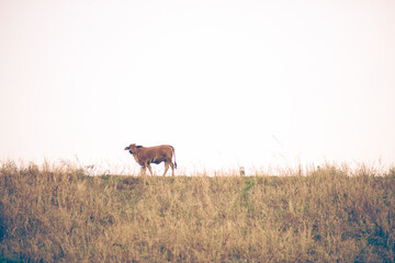 cows graze on high ground at sunset