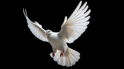 Plakat White dove flying isolated on black background and Clipping path. freedom on international day of peace concept