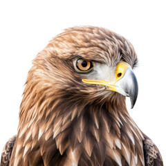 Obraz premium a Golden Eagle portrait in various positions, magnificent raptor Wildlife-themed, photorealistic illustrations in a PNG, cutout, and isolated. Generative AI