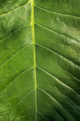 Close up of Xanthosoma sagittifolium green leaf