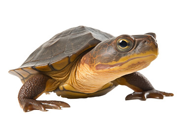 Narrowheaded softshell turtle, generative artificial intelligence