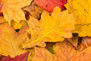 Fall leaves background