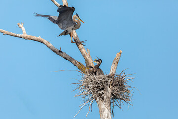 A Great Blue Heron arrives at its nest with hungry chicks at the Heron Rookery in Minneapolis Minnesota on a sunny summer morning