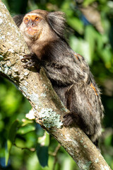 Close up of a Black-tufted marmoset, Atlantic Forest, Brazil