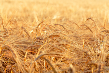 Fototapeta premium ears of yellow wheat field