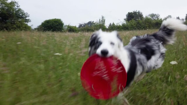 playful young dog with blue eyes of the border collie breed runs across a field with a red frisbee disc in its mouth. pets and companion animals. Happy dog. slow motion video