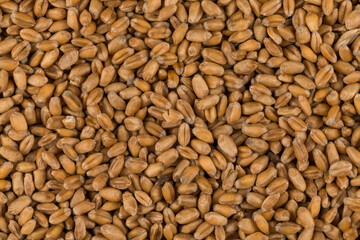 whole background of wheat grain