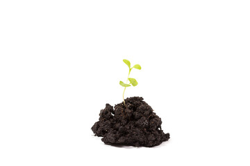 Heap dirt with a green plant sprout