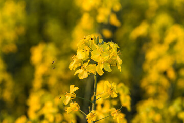 field of rapeseed