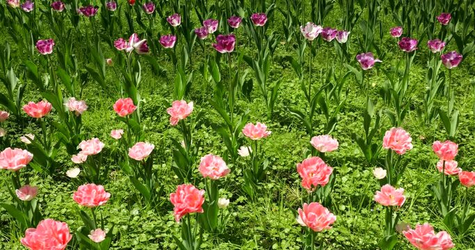A flower bed of multi-colored bright tulips in a spring park.