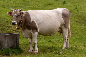 Fototapeta na wymiar cow on a field in the Swiss alps. Full view