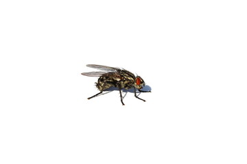 The fly sits on a white isolated background.