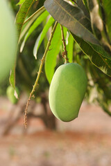 Sunlit Alphonso Mango: Ripe Green Beauty Hanging on Tree