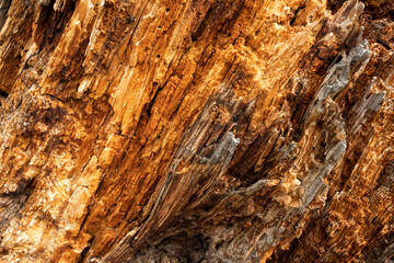 Decayed log; Grand Teton National Park; Wyoming 