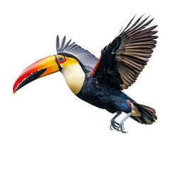 Fototapeta premium a Toco Toucan in-flight in various positions, rainforest clown, Wildlife-themed, photorealistic illustrations in a PNG, cutout, and isolated. Generative AI
