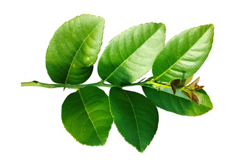 Green leaves branch closeup isolated on white background