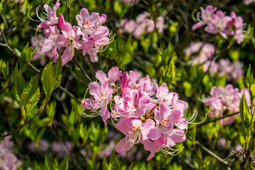 pink and white flowers