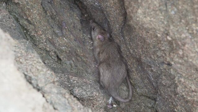 a rat hiding in a rock at the paracas national reserve