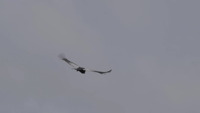 Andean condor soaring over the Colca Canyon in Peru.