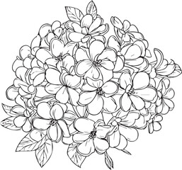 Sketch of outline primrose flower coloring book hand drawn vector illustration artistically engraved ink art blossom primula flowers isolated white background clip art. detailed flower coloring page