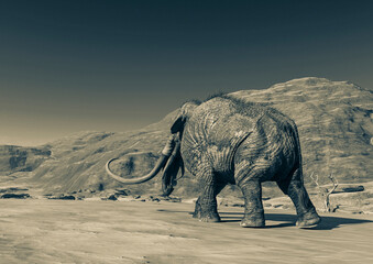 colossadon mammoth is walking on the dry desert in rear view with copy space