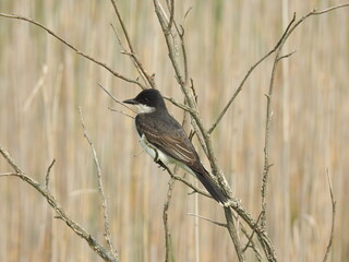 Eastern kingbird perched on a twig, at the Bombay Hook National Wildlife Refuge, Kent County, Delaware.