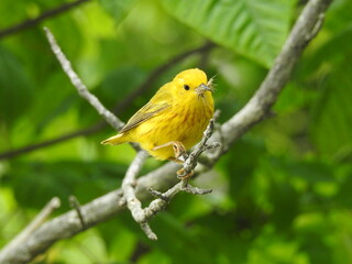A hungry yellow warbler with food in its beak. Bombay Hook National Wildlife Refuge, Kent County, Delaware.