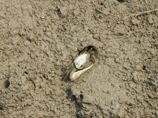 Male Fiddler crab peeking out from the top of its muddy burrow. Bombay Hook National Wildlife...