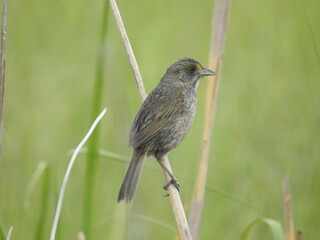 A seaside sparrow perched on a reed stalk at the Bombay Hook National Wildlife Refuge, Kent County, Delaware.