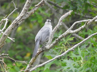A gray catbird enjoying a beautiful day at the Bombay Hook National Wildlife Refuge, Kent County, Delaware.