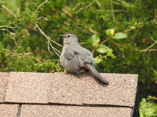 A gray catbird enjoying a beautiful day at the Bombay Hook National Wildlife Refuge, Kent County, Delaware.